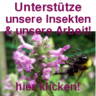 Unterstütze unsere Insekten und unsere Arbeit!